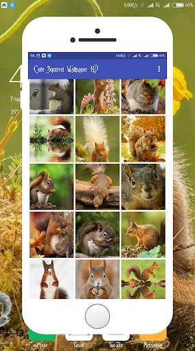 Squirrel Wallpaper screenshot 4