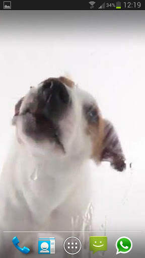 DOG LICKS SCREEN LWP FREE screenshot 1