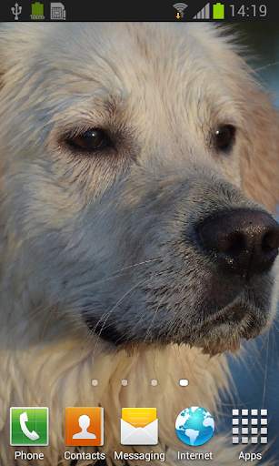 Labrador retrievers live wallp screenshot 1