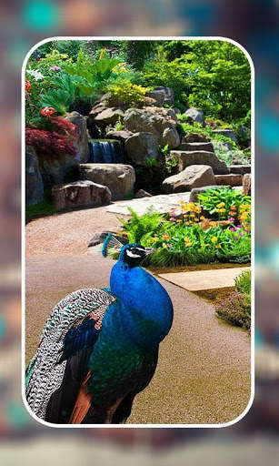 Garden Live Wallpapers screenshot 10