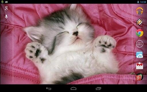 Sleeping Kitty 3D Wallpaper screenshot 6