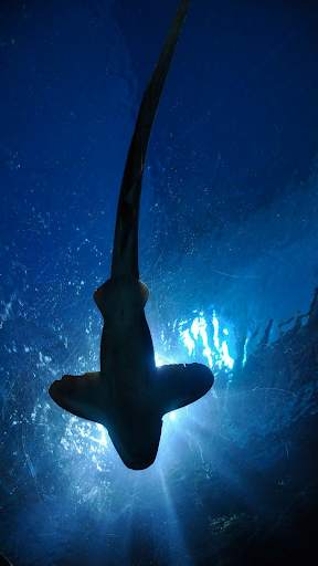 Interactive Shark screenshot 1