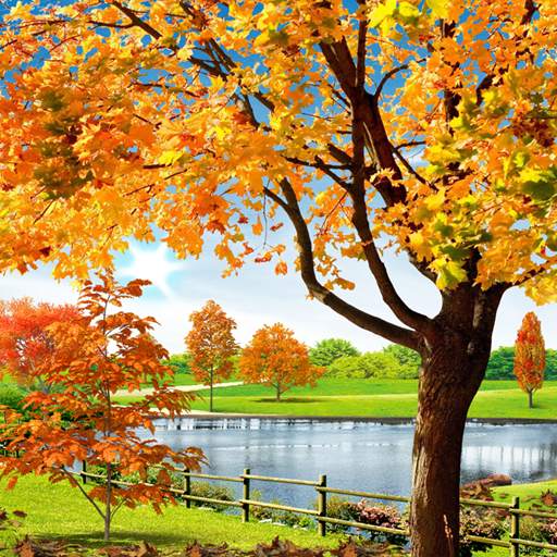 Autumn Pond Live Wallpaper 1.0.6