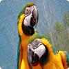Parrot Sounds on 9Apps