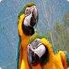 Parrot Sounds 1.1.2