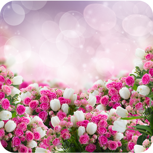 Rose Wallpapers icon