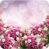 Rose Wallpapers icon