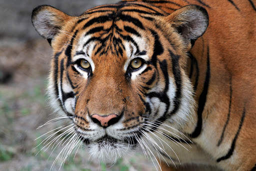 Tiger Wallpapers | hd backgrounds screenshot 15