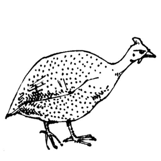 Le guinea fowl and the chicken. 1.0