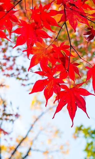 Autumn leaves Wallpapers (backgrounds & themes) screenshot 1