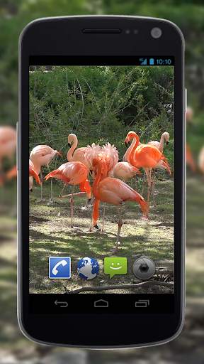4K Flamingo Video Live Wallpapers screenshot 3