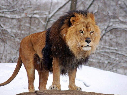 Lion HD Wallpaper 2020 screenshot 3