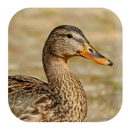 Duck Sounds 1.4