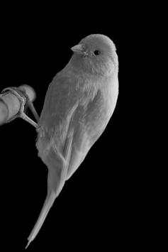 Canary bird sounds screenshot 1