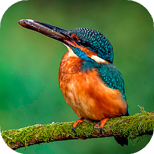 Birds Wallpaper HD : backgrounds &amp; themes icon