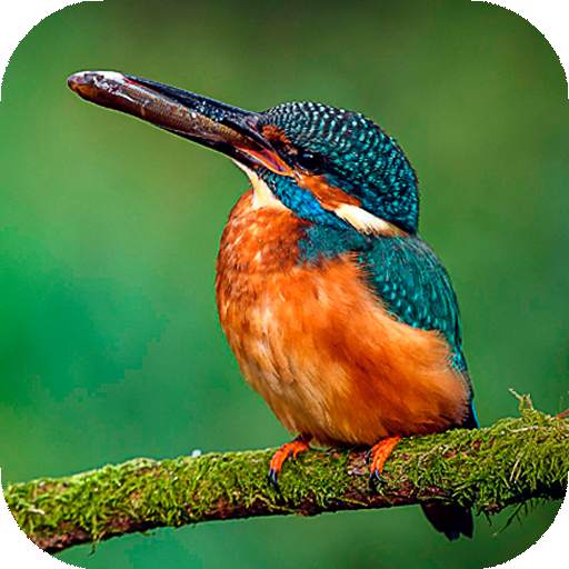 Birds Wallpaper HD : backgrounds & themes 16.0