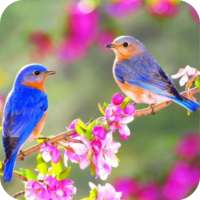 Bird Wallpaper Best 4K