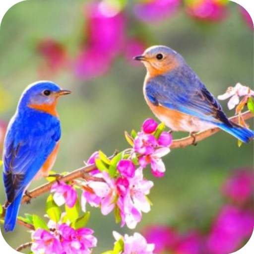 Bird Wallpaper Best 4K 1.08