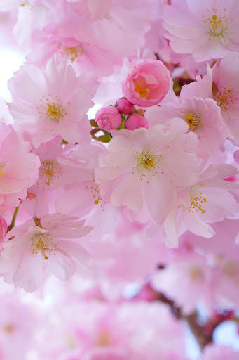 Spring Wallpaper HD : backgrounds & themes screenshot 8