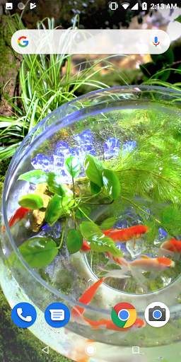 Goldfish Video Live Wallpaper screenshot 1