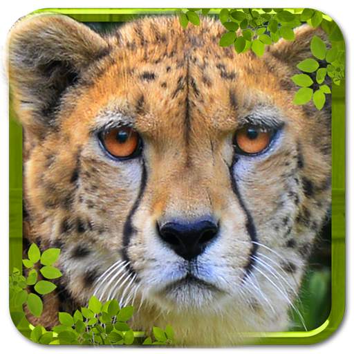 Wild Cheetah Simulator 3D 0.3