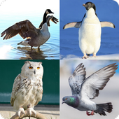 Guess the Bird icon