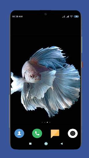 Betta Fish Wallpaper HD screenshot 10