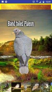 Birds Sounds and Ringtons screenshot 4