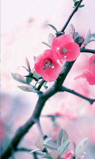 Spring Flowers Live Wallpaper screenshot 12