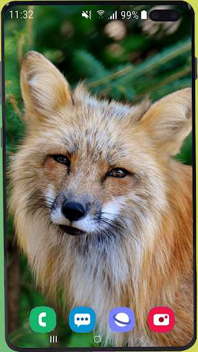 Fox Wallpaper Best HD screenshot 12