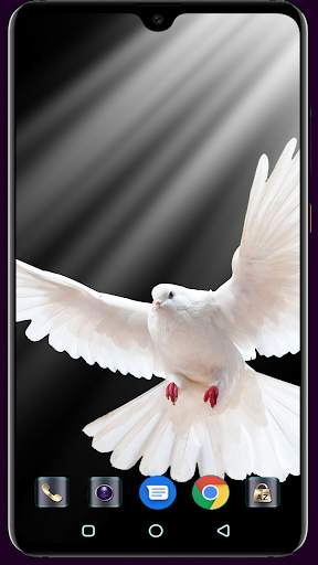 HD Pigeon Wallpaper screenshot 3