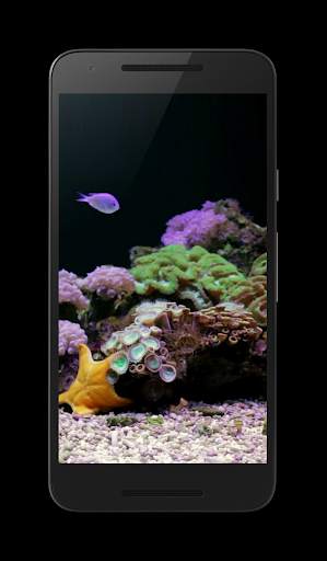Coral Reef Aquarium Video FREE screenshot 1