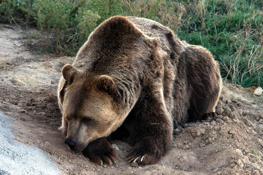 Bear Wallpapers | hd backgrounds screenshot 12