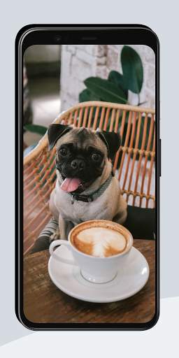 Funny Wallpapers screenshot 1