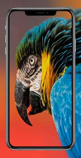 Birds Wallpapers HD - Parrot Wallpaper-Eagle Walls screenshot 6