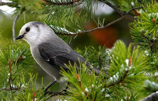 Nightingale Bird Sounds HD screenshot 4