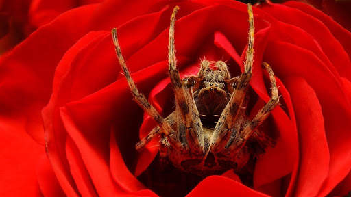 Spider Live Wallpaper (Wallpapers & Backgrounds) screenshot 10