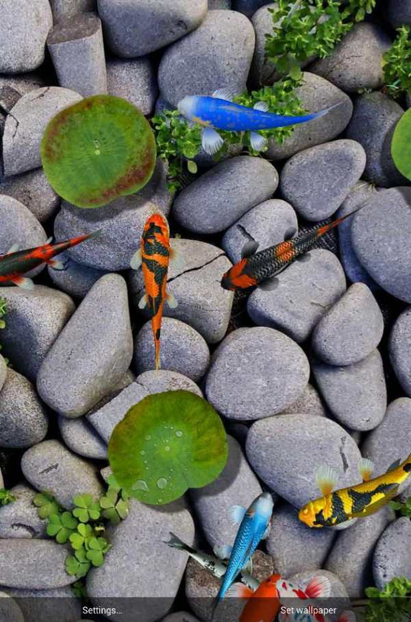 Koi Special Free Live Wallpaper screenshot 6