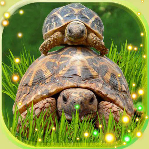 Turtles Cute Live Wallpaper icon