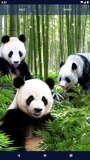 Panda Parallax Wallpapers screenshot 6