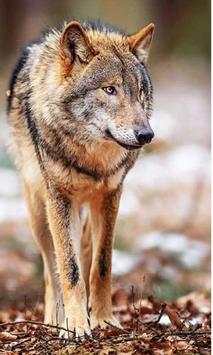 Wolves Sounds live wallpaper screenshot 2