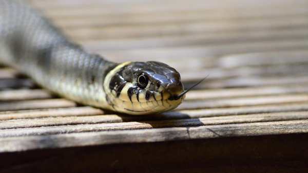 Snake Live Wallpaper : backgrounds hd स्क्रीनशॉट 11