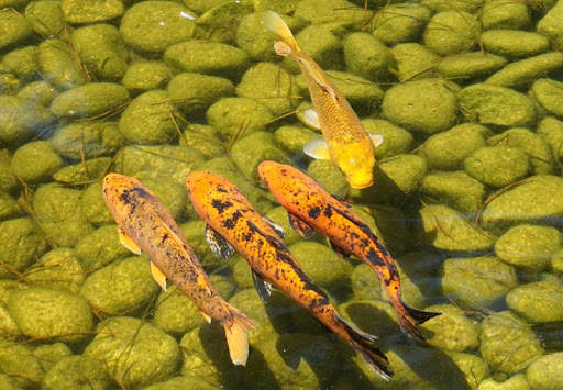 Japanese koi fish wallpapers screenshot 5