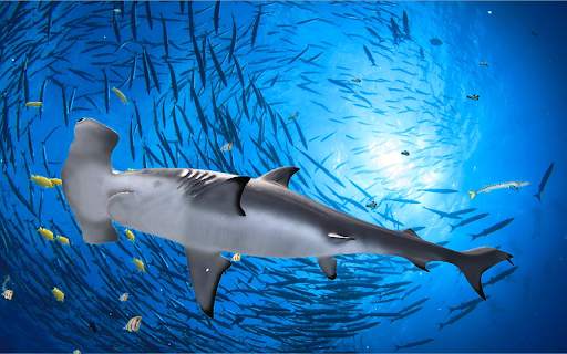 The Hammerhead Shark screenshot 18