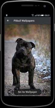 Pitbull Wallpapers screenshot 5