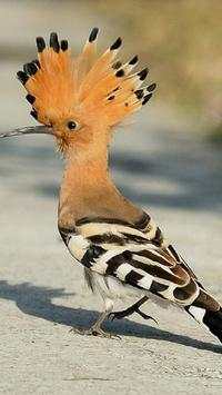 The Hoopoe Bird Wallpapers HD screenshot 5