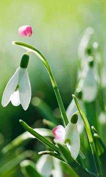 Flowers Spring live wallpaper screenshot 1