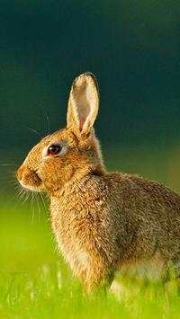 Rabbits Wallpapers screenshot 15