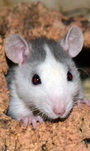 Rat Wallpaper screenshot 5