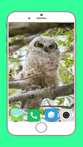 Predator Birds Full HD Wallpaper скриншот 13